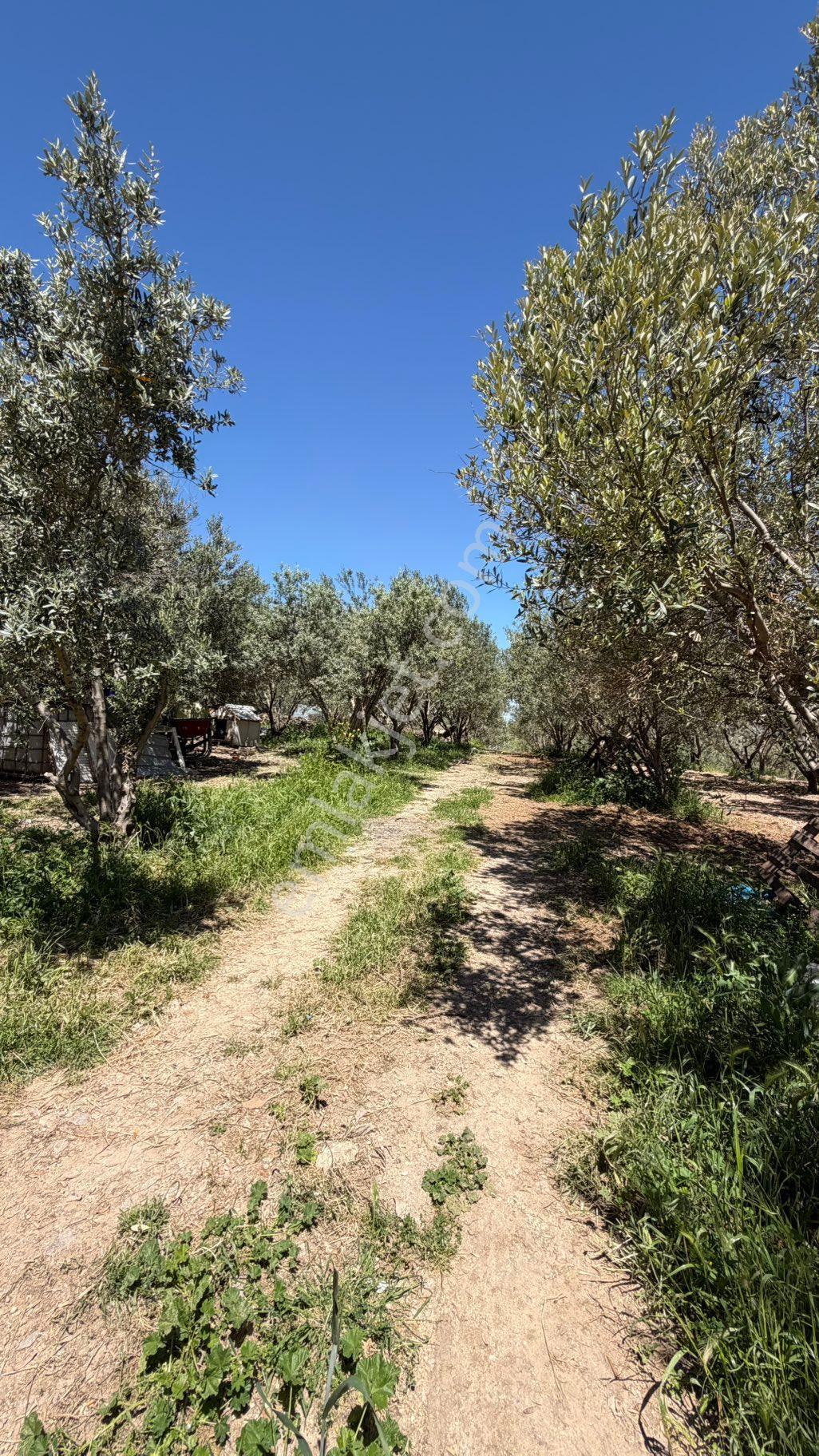 Karaoğlanlı Mh 10.200 M2 Müstakil Tapulu Elektrik Su Olan Süper Zeytinlik - Görsel 10