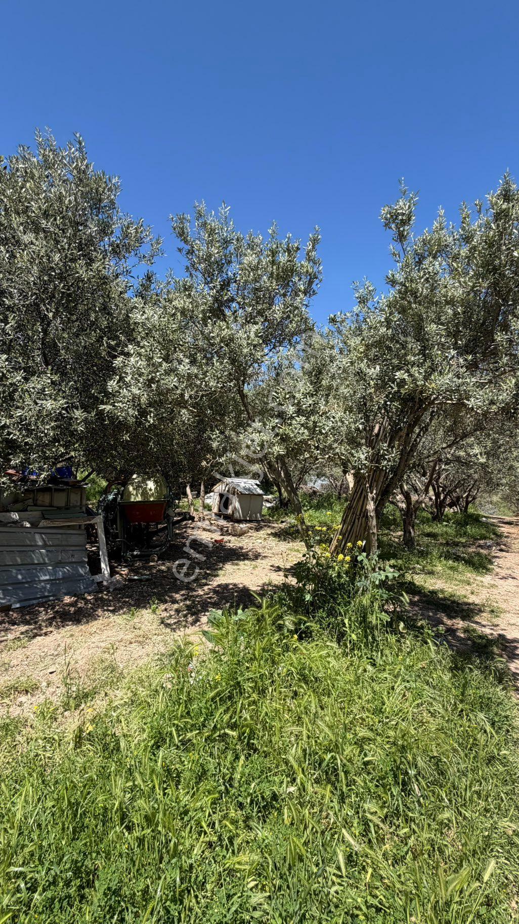 Karaoğlanlı Mh 10.200 M2 Müstakil Tapulu Elektrik Su Olan Süper Zeytinlik - Görsel 15