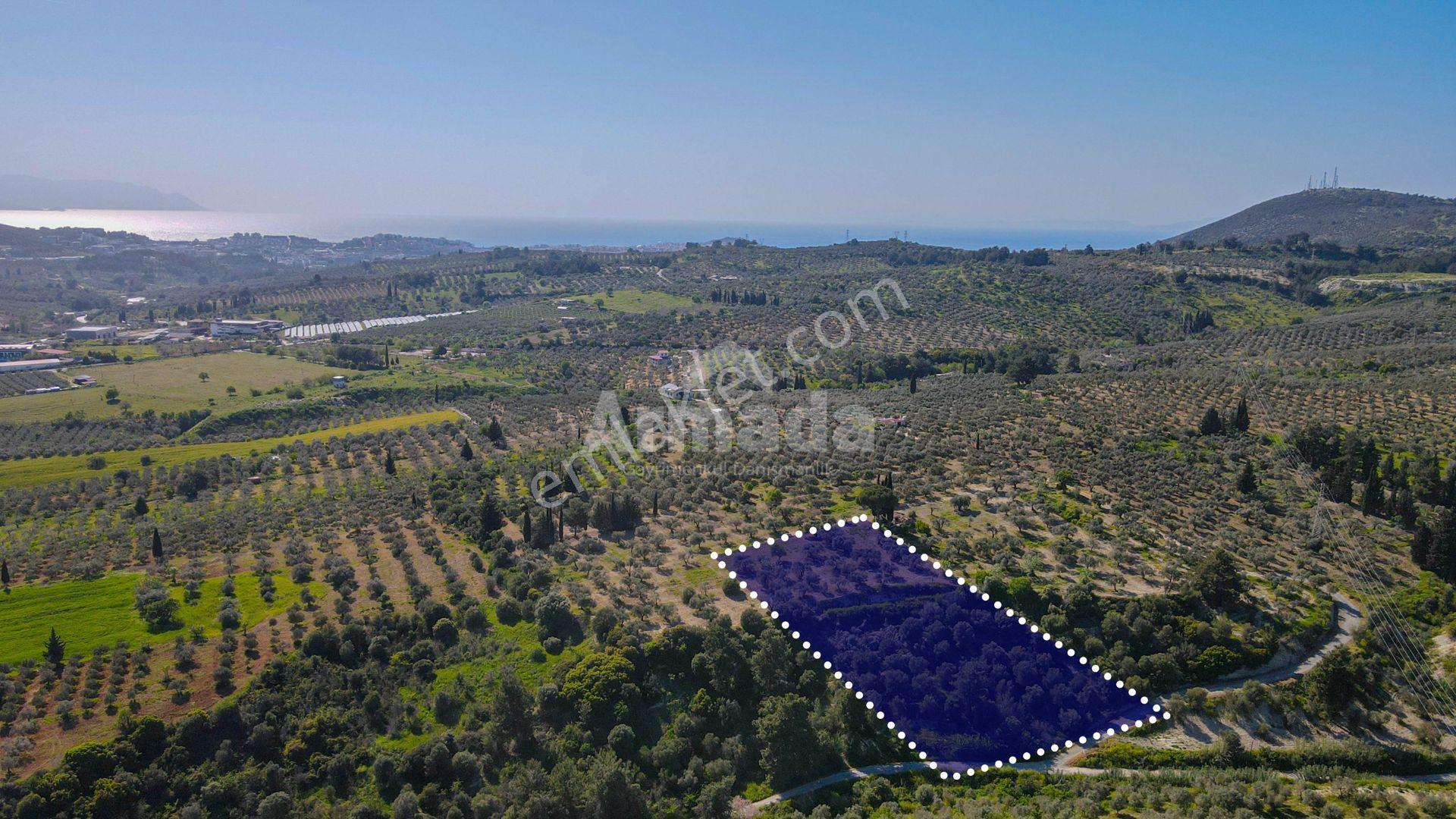 Kirazlı Yolu Üzerinde İmar Sınırında Satılık Fırsat Zeytinlik - Görsel 3