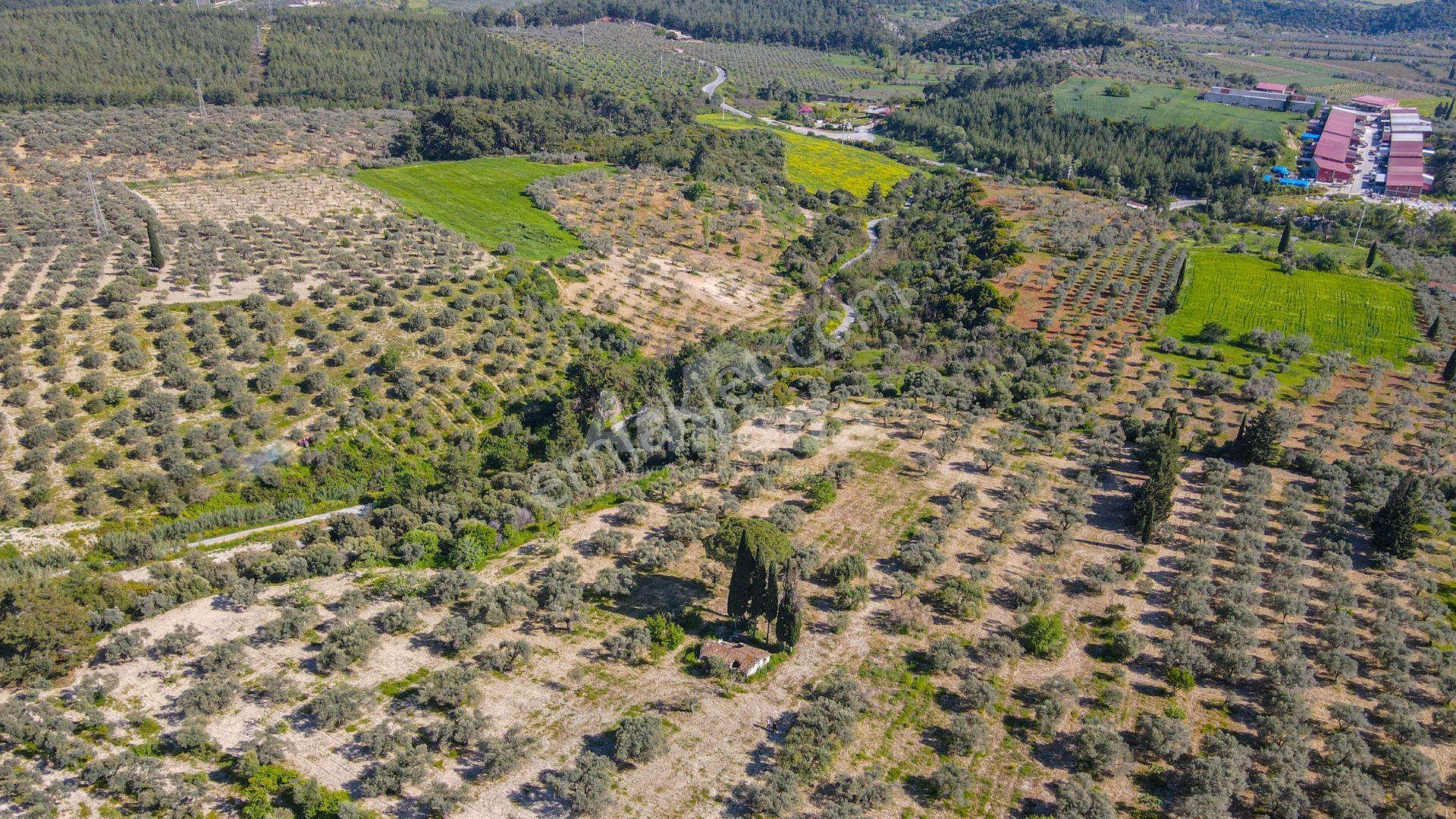 Kirazlı Yolu Üzerinde İmar Sınırında Satılık Fırsat Zeytinlik - Görsel 8