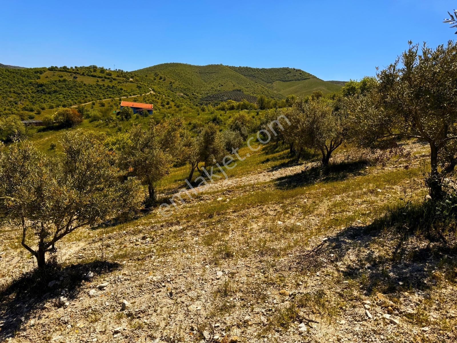 Salihli Mamatlı'da Satılık 20047 M2 Baraj Manzaralı Zeytinlik - Görsel 23