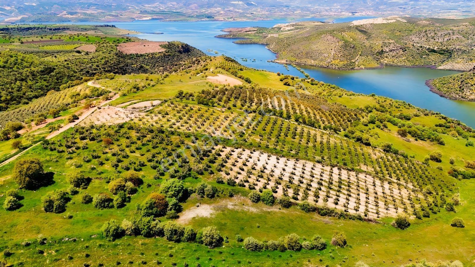 Salihli Mamatlı'da Satılık 20047 M2 Baraj Manzaralı Zeytinlik - Görsel 19