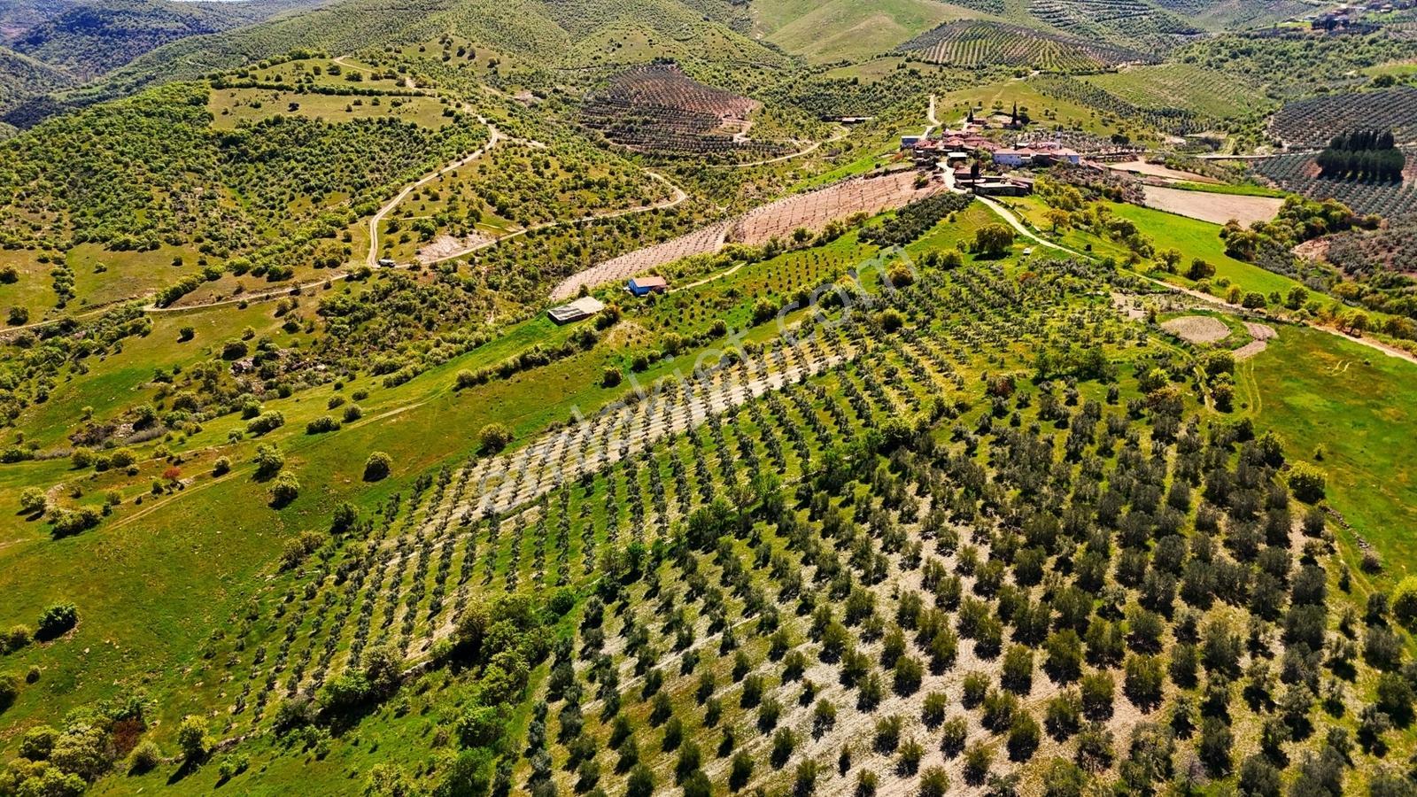 Salihli Mamatlı'da Satılık 20047 M2 Baraj Manzaralı Zeytinlik - Görsel 3