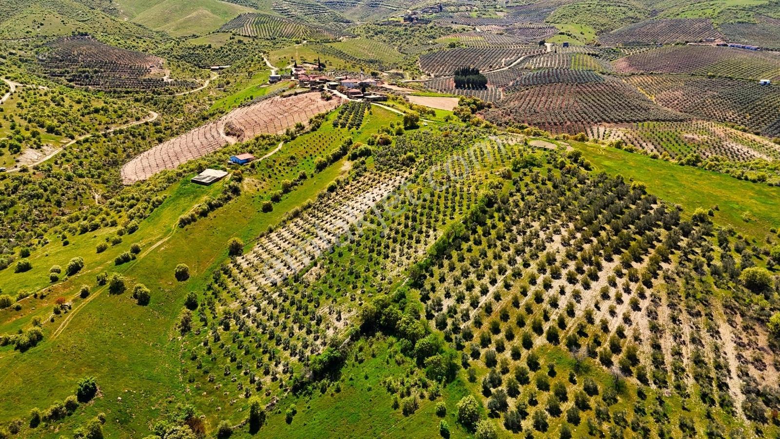Salihli Mamatlı'da Satılık 20047 M2 Baraj Manzaralı Zeytinlik - Görsel 11