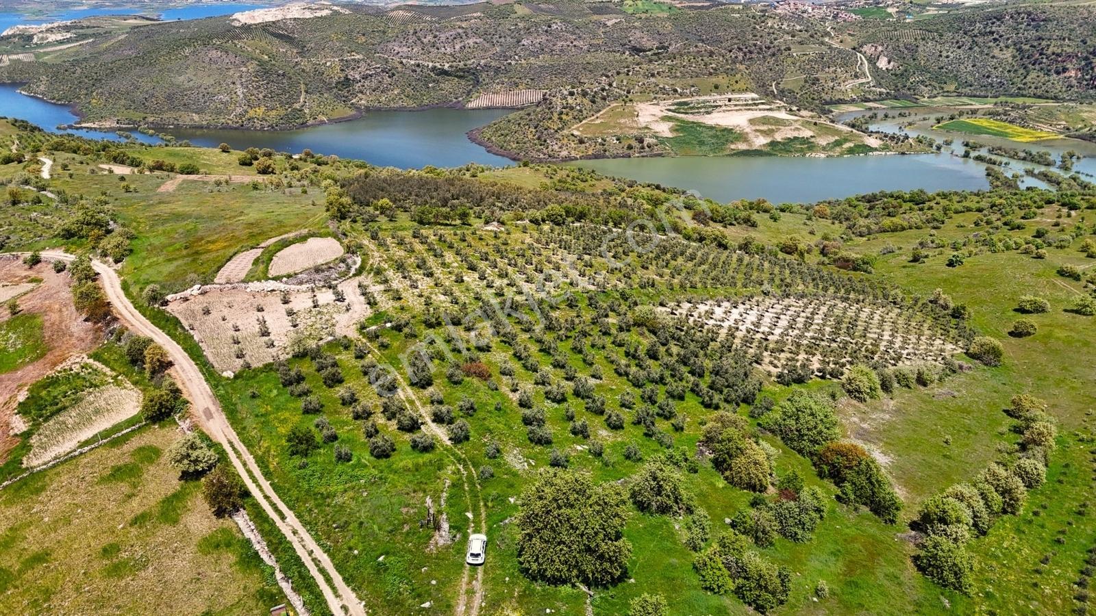 Salihli Mamatlı'da Satılık 20047 M2 Baraj Manzaralı Zeytinlik - Görsel 18