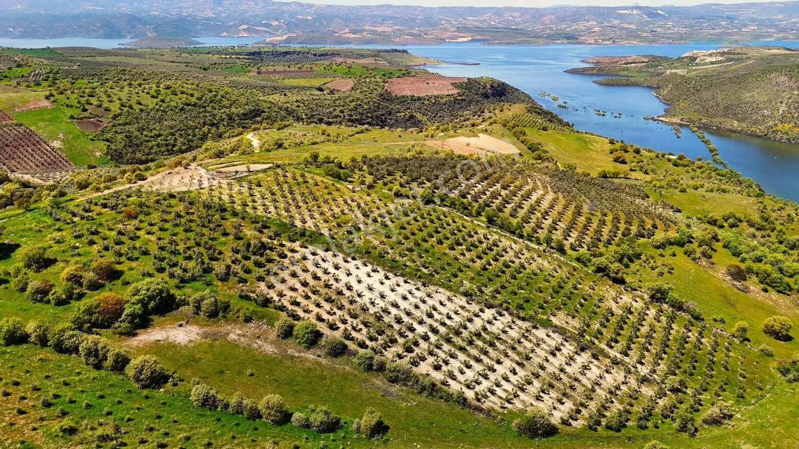 Salihli Mamatlı'da Satılık 20047 M2 Baraj Manzaralı Zeytinlik - Görsel 5