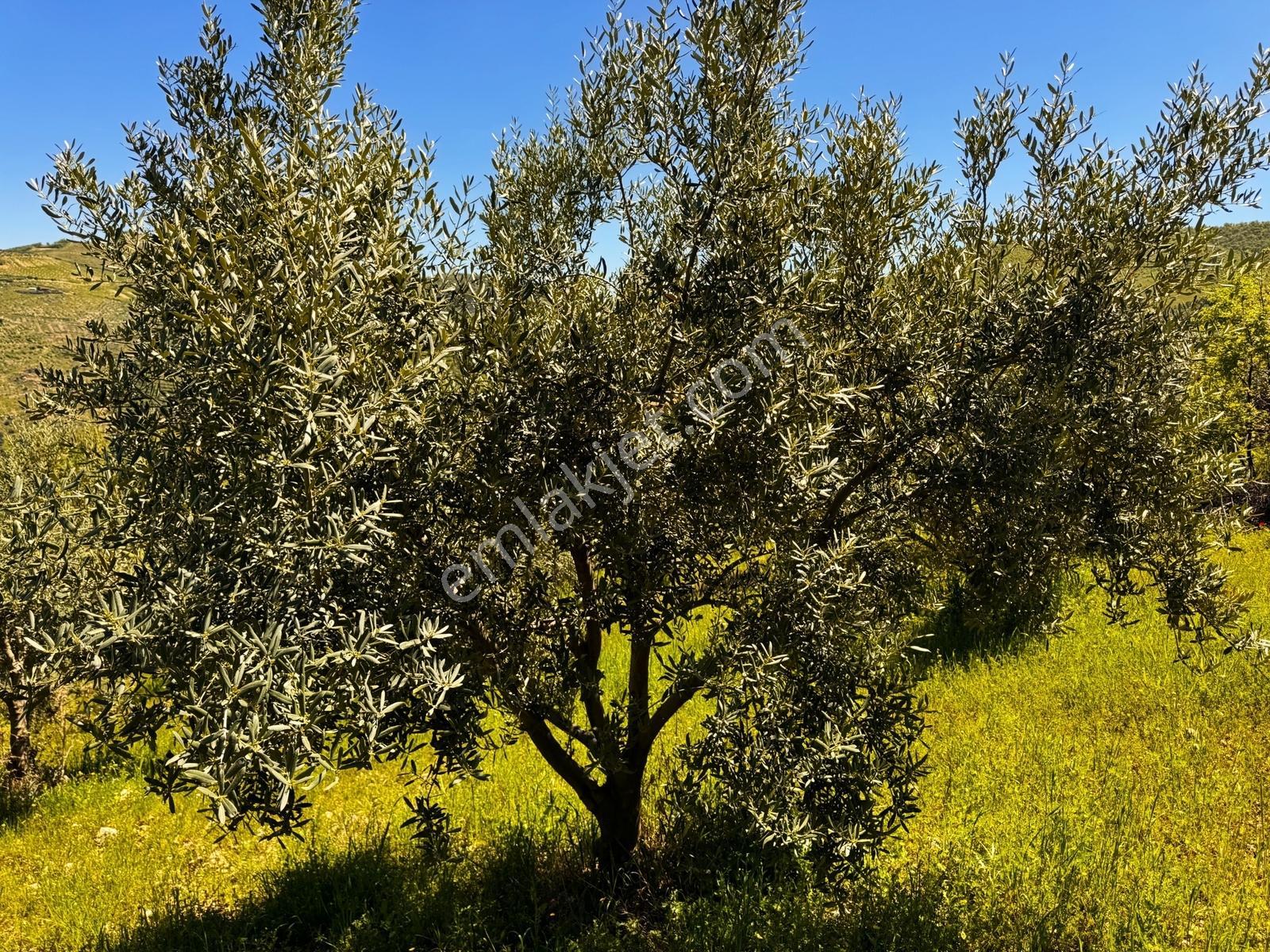 Salihli Mamatlı'da Satılık 20047 M2 Baraj Manzaralı Zeytinlik - Görsel 22