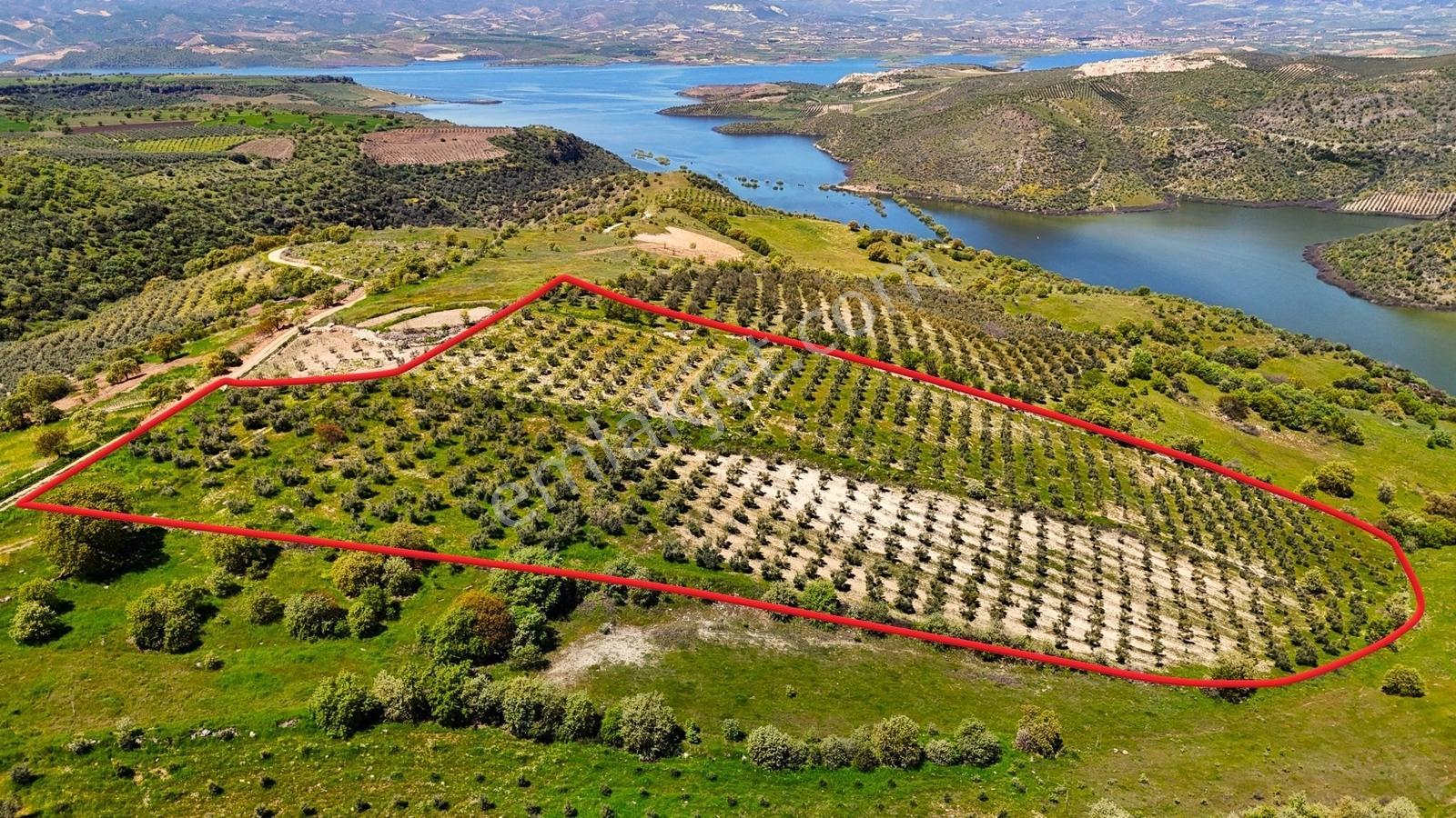 Salihli Mamatlı'da Satılık 20047 M2 Baraj Manzaralı Zeytinlik