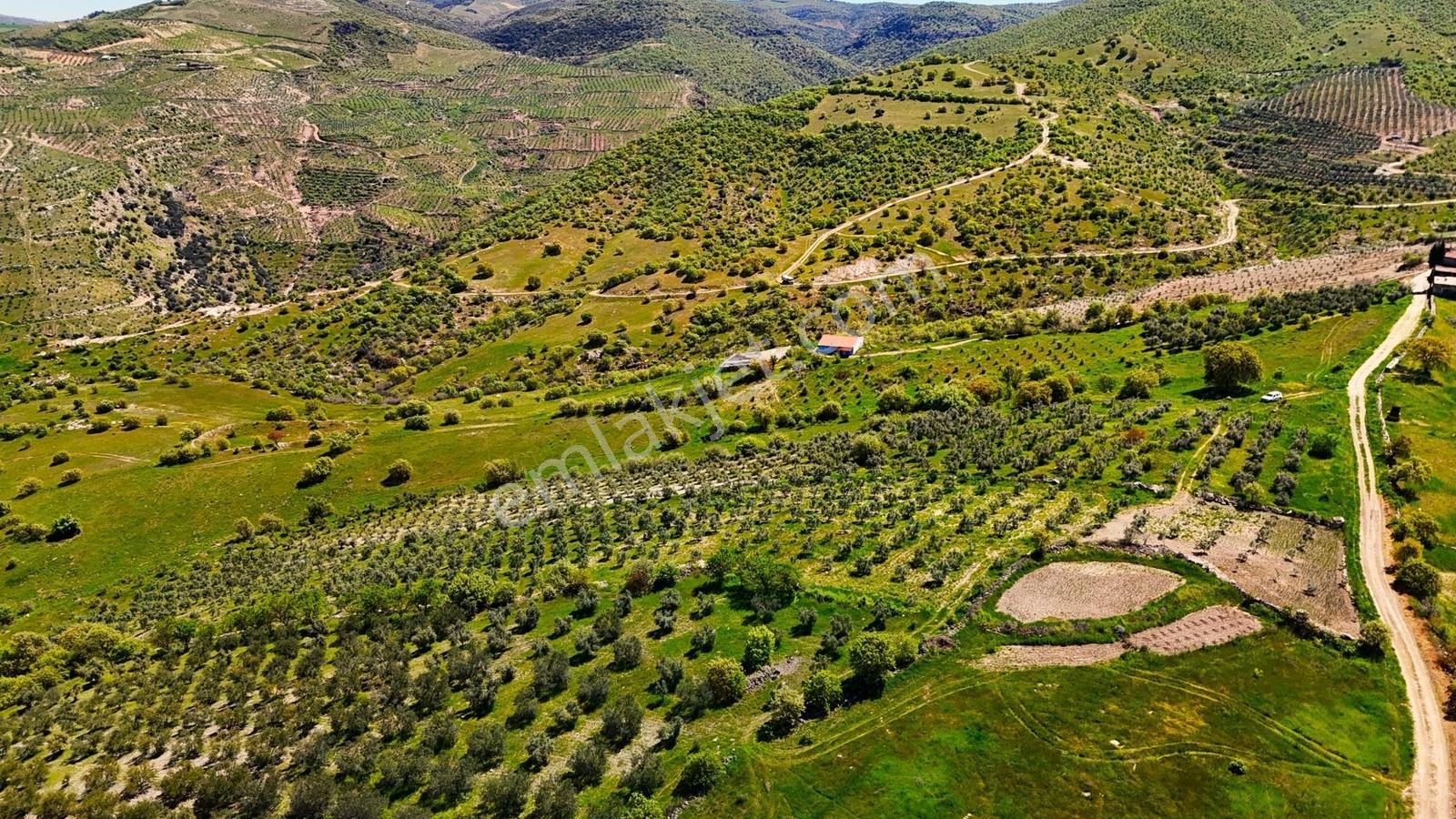 Salihli Mamatlı'da Satılık 20047 M2 Baraj Manzaralı Zeytinlik - Görsel 6