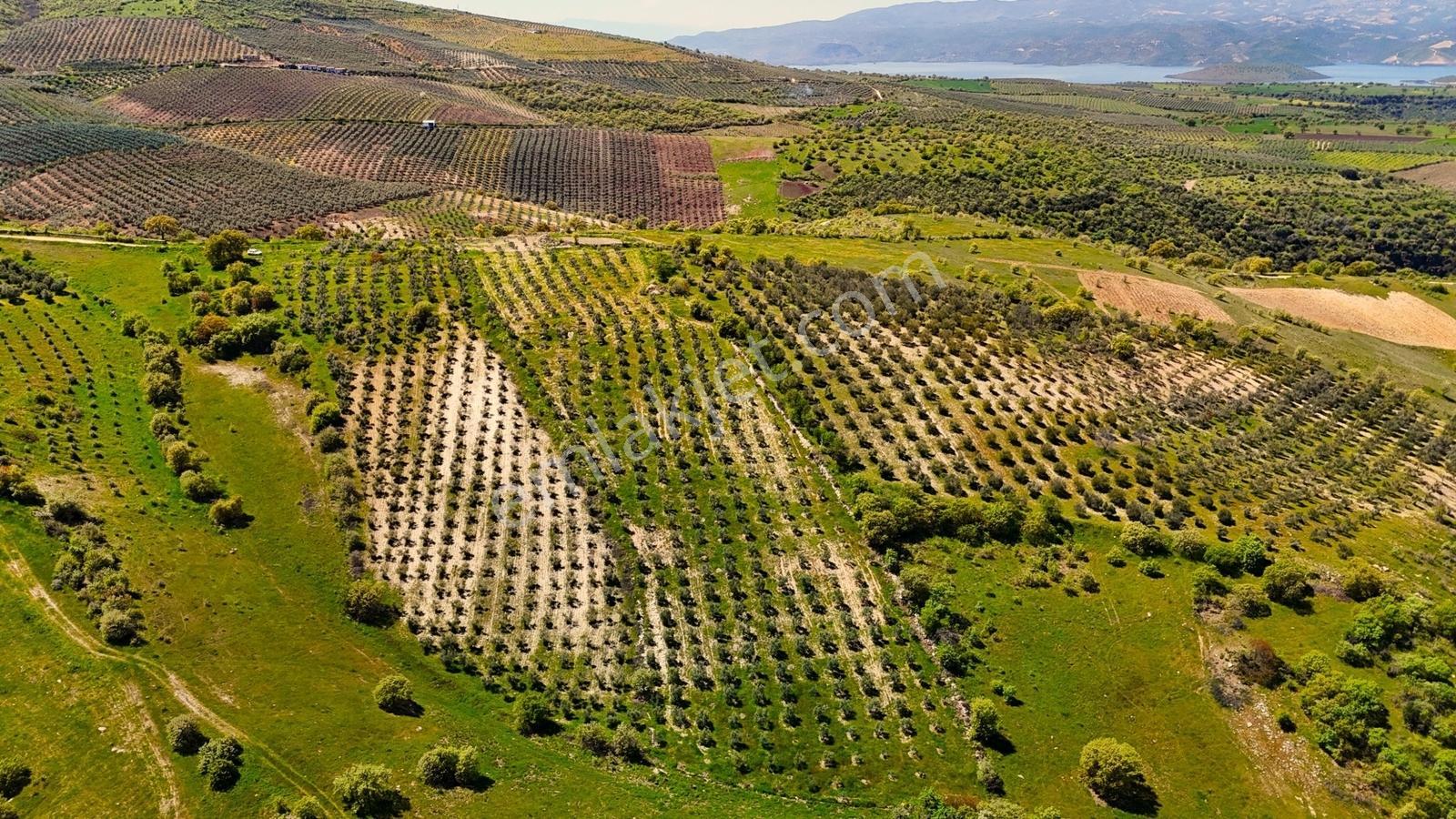 Salihli Mamatlı'da Satılık 20047 M2 Baraj Manzaralı Zeytinlik - Görsel 2