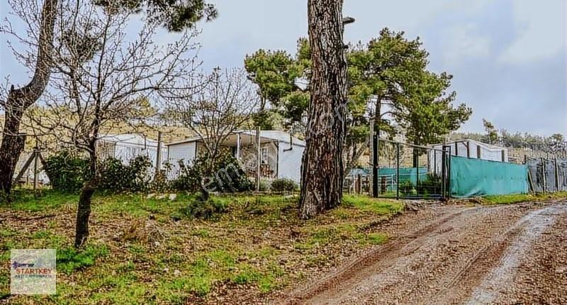 İzmir Kemalpaşa Damlacık Mh Satılık Bahçe - Görsel 3