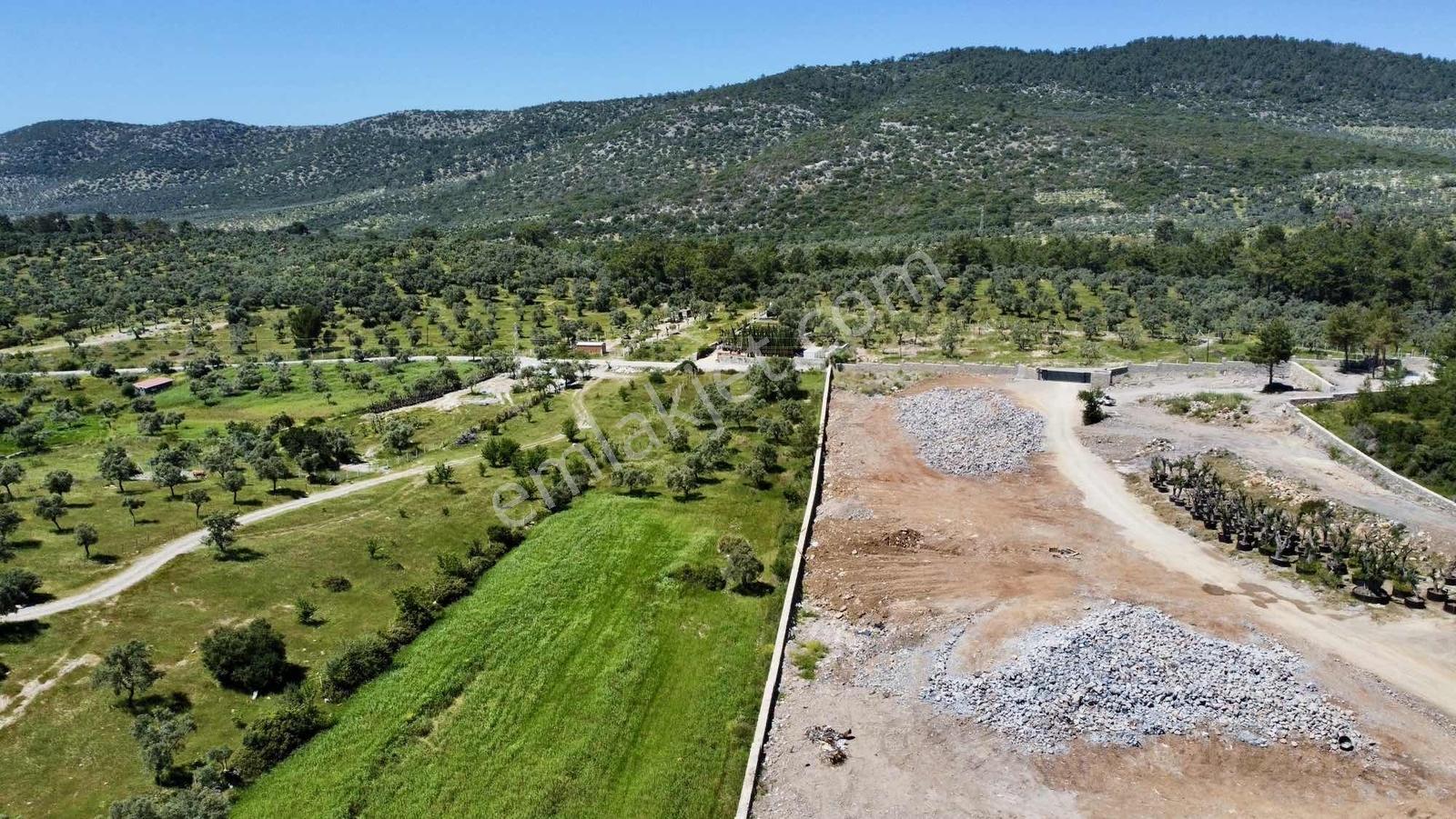 Kaplankaya Mevkii Deniz Manzaralı Ana Yola Sıfır Zeytinli Tarla - Görsel 4