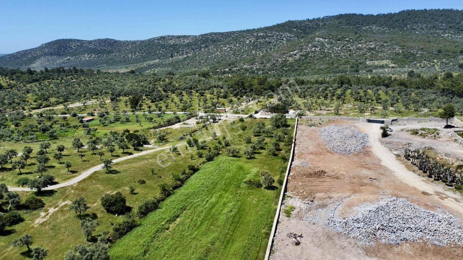 Kaplankaya Mevkii Deniz Manzaralı Ana Yola Sıfır Zeytinli Tarla - Görsel 6