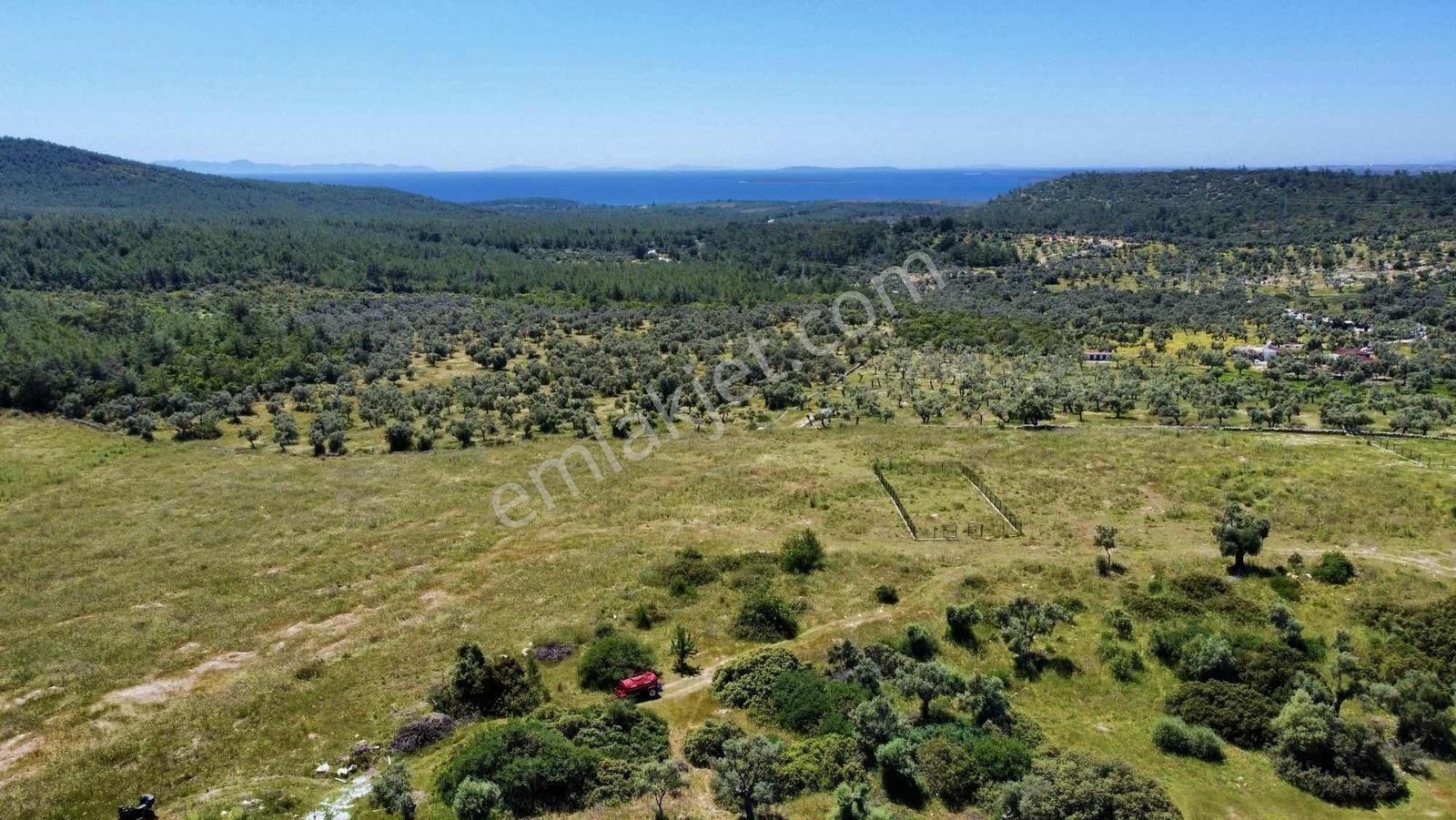 Kaplankaya Mevkii Deniz Manzaralı Ana Yola Sıfır Zeytinli Tarla - Görsel 8