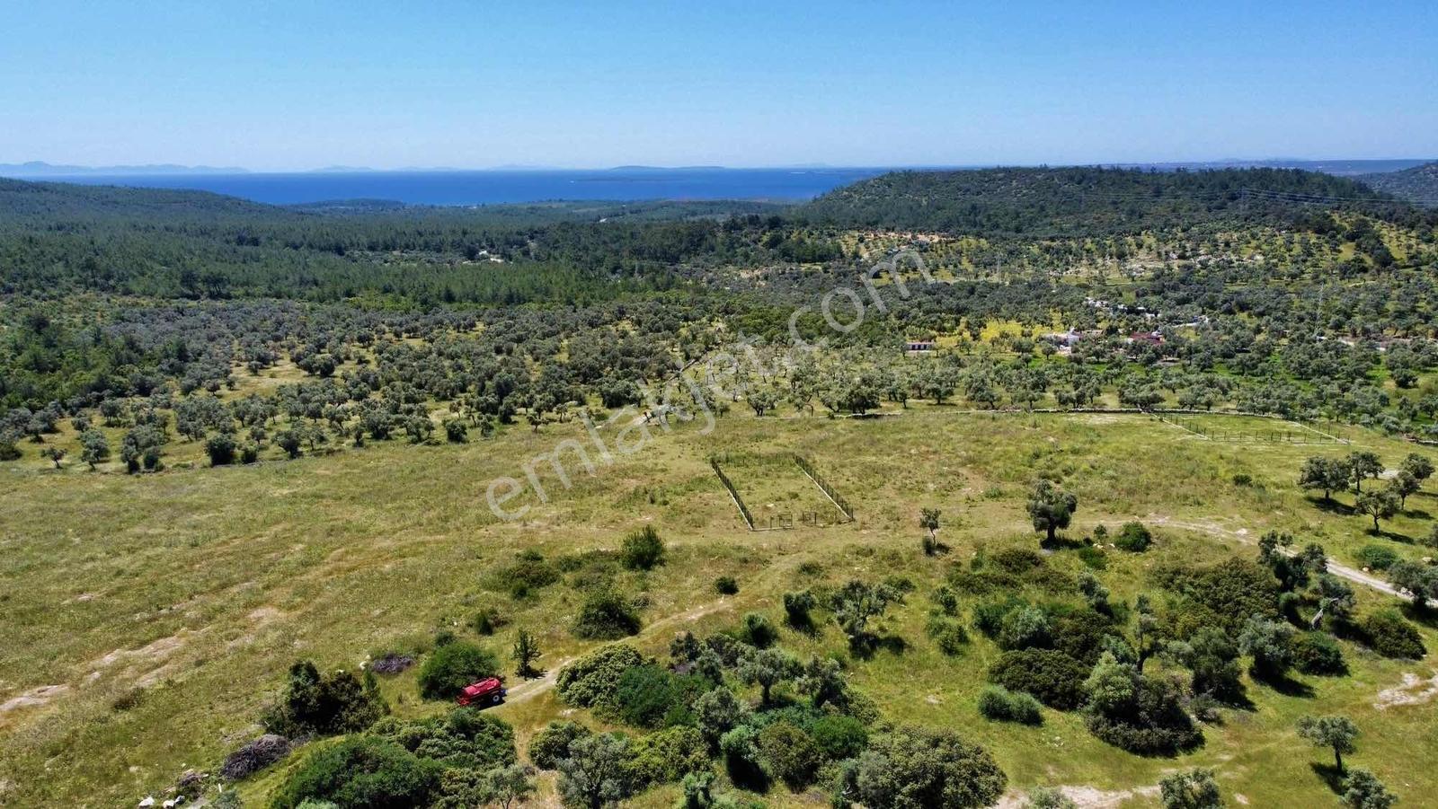 Kaplankaya Mevkii Deniz Manzaralı Ana Yola Sıfır Zeytinli Tarla - Görsel 18