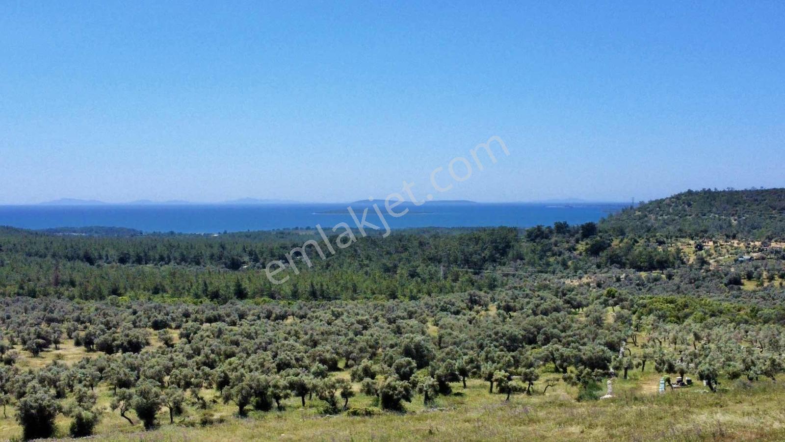 Kaplankaya Mevkii Deniz Manzaralı Ana Yola Sıfır Zeytinli Tarla