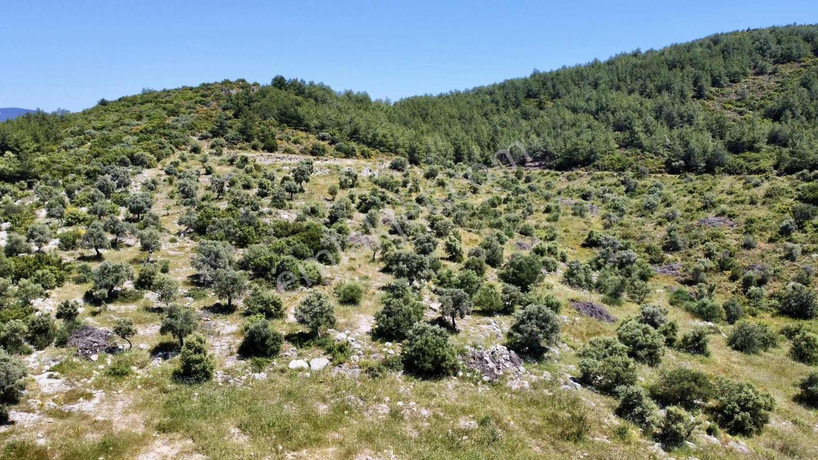 Kaplankaya Mevkii Deniz Manzaralı Ana Yola Sıfır Zeytinli Tarla - Görsel 17