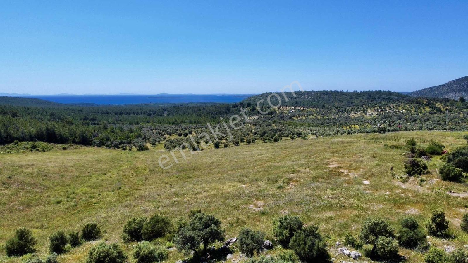 Kaplankaya Mevkii Deniz Manzaralı Ana Yola Sıfır Zeytinli Tarla - Görsel 15