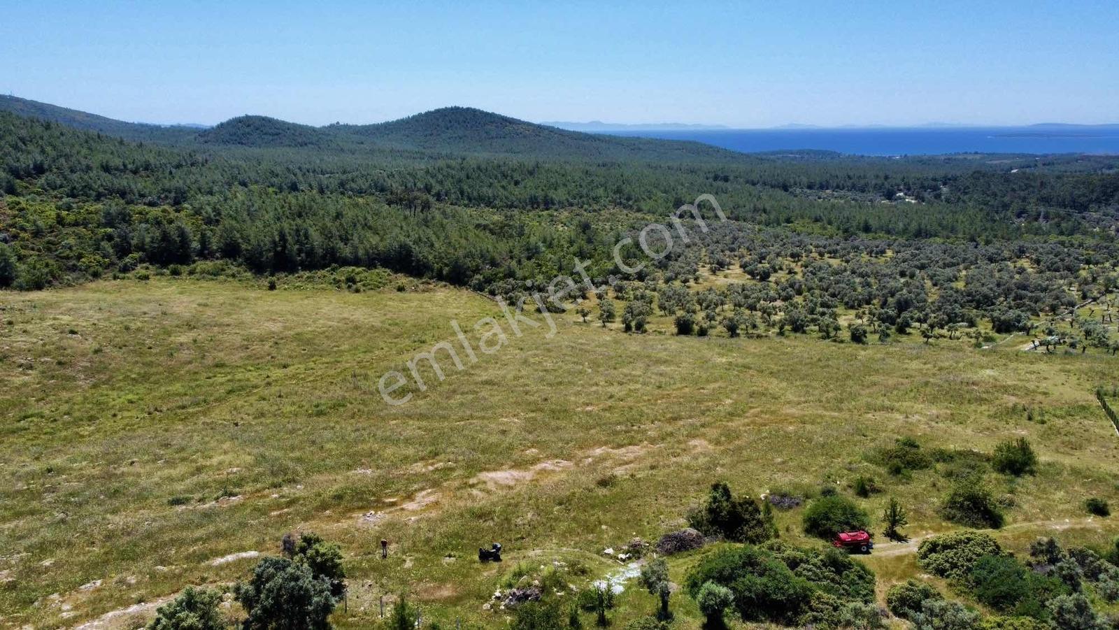 Kaplankaya Mevkii Deniz Manzaralı Ana Yola Sıfır Zeytinli Tarla - Görsel 5