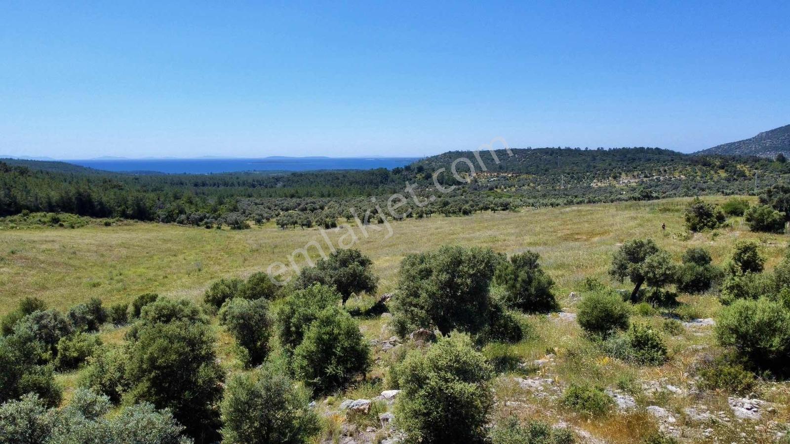 Kaplankaya Mevkii Deniz Manzaralı Ana Yola Sıfır Zeytinli Tarla - Görsel 14