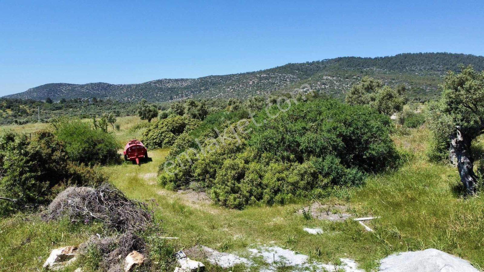 Kaplankaya Mevkii Deniz Manzaralı Ana Yola Sıfır Zeytinli Tarla - Görsel 12