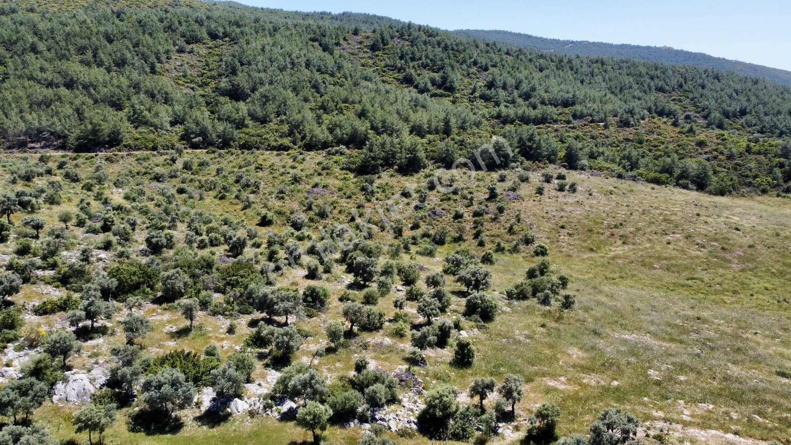 Kaplankaya Mevkii Deniz Manzaralı Ana Yola Sıfır Zeytinli Tarla - Görsel 16