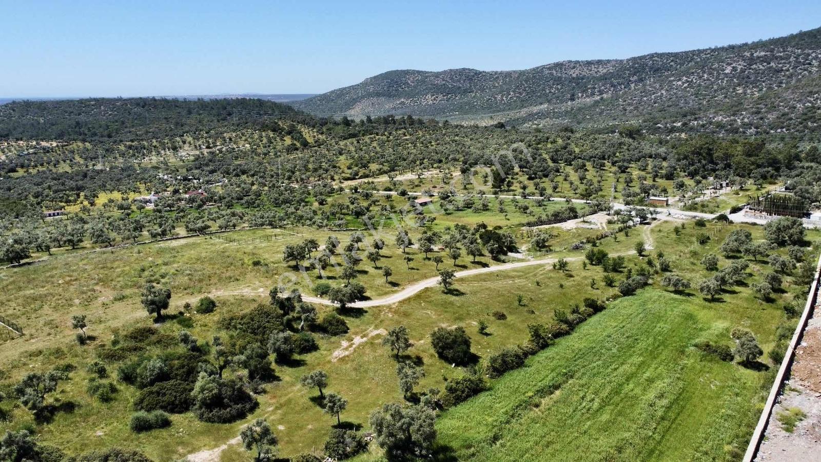Kaplankaya Mevkii Deniz Manzaralı Ana Yola Sıfır Zeytinli Tarla - Görsel 3
