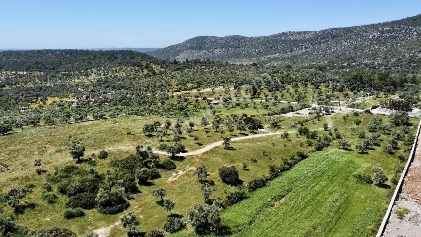 Kaplankaya Mevkii Deniz Manzaralı Ana Yola Sıfır Zeytinli Tarla - Görsel 7