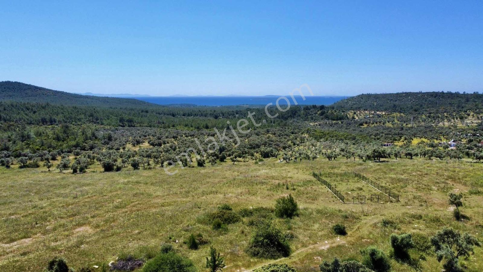Kaplankaya Mevkii Deniz Manzaralı Ana Yola Sıfır Zeytinli Tarla - Görsel 9