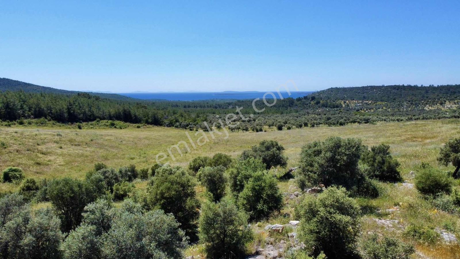 Kaplankaya Mevkii Deniz Manzaralı Ana Yola Sıfır Zeytinli Tarla - Görsel 13