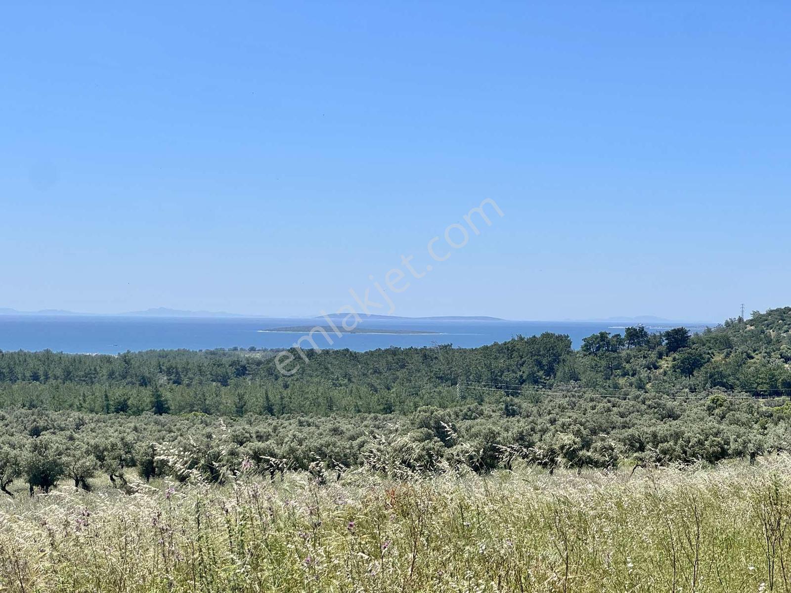 Kaplankaya Mevkii Deniz Manzaralı Ana Yola Sıfır Zeytinli Tarla - Görsel 10
