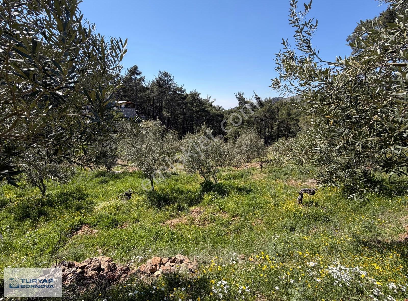 İzmir Kavacık'ta Yola Cepheli, Doğal Su Kaynaklı, 2646 M² Bağ - Görsel 32