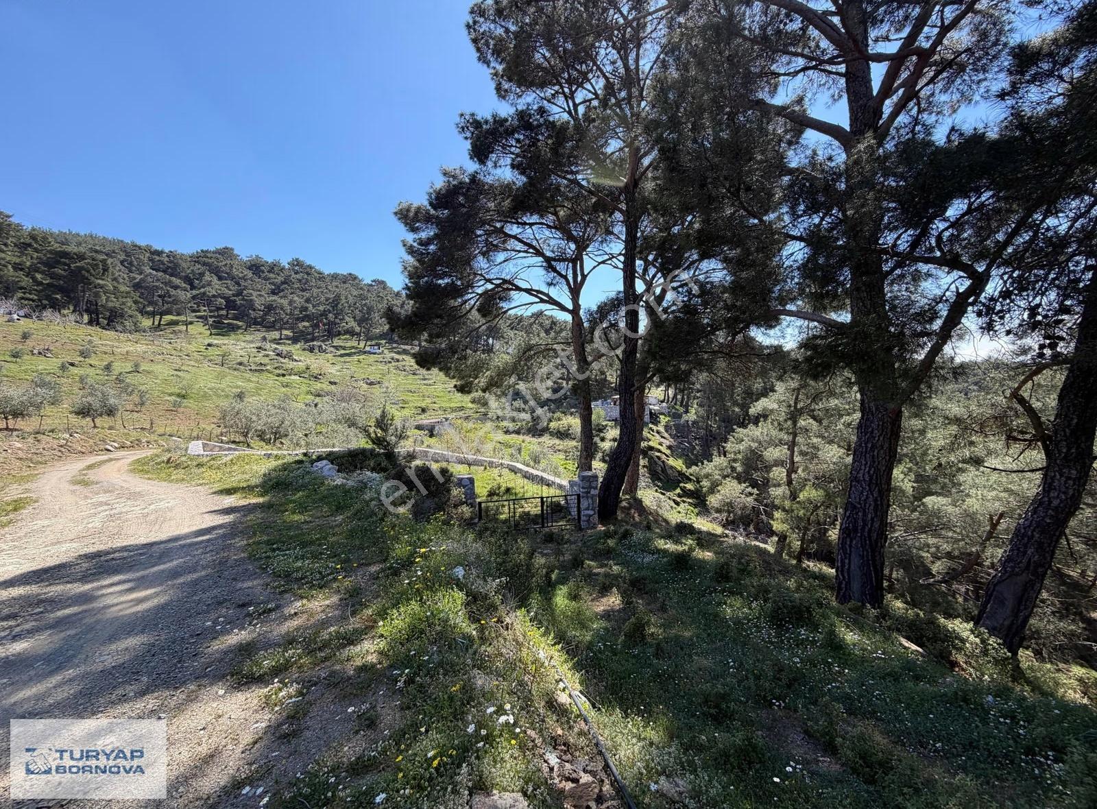 İzmir Kavacık'ta Yola Cepheli, Doğal Su Kaynaklı, 2646 M² Bağ - Görsel 15