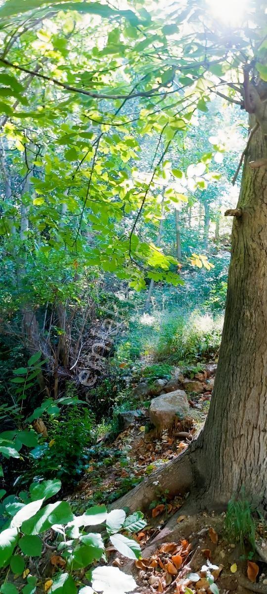 Kemer Belenli Köyünde Yerleşim Yeri İçinde Ceviz Bahçesi 980 M2 - Görsel 7