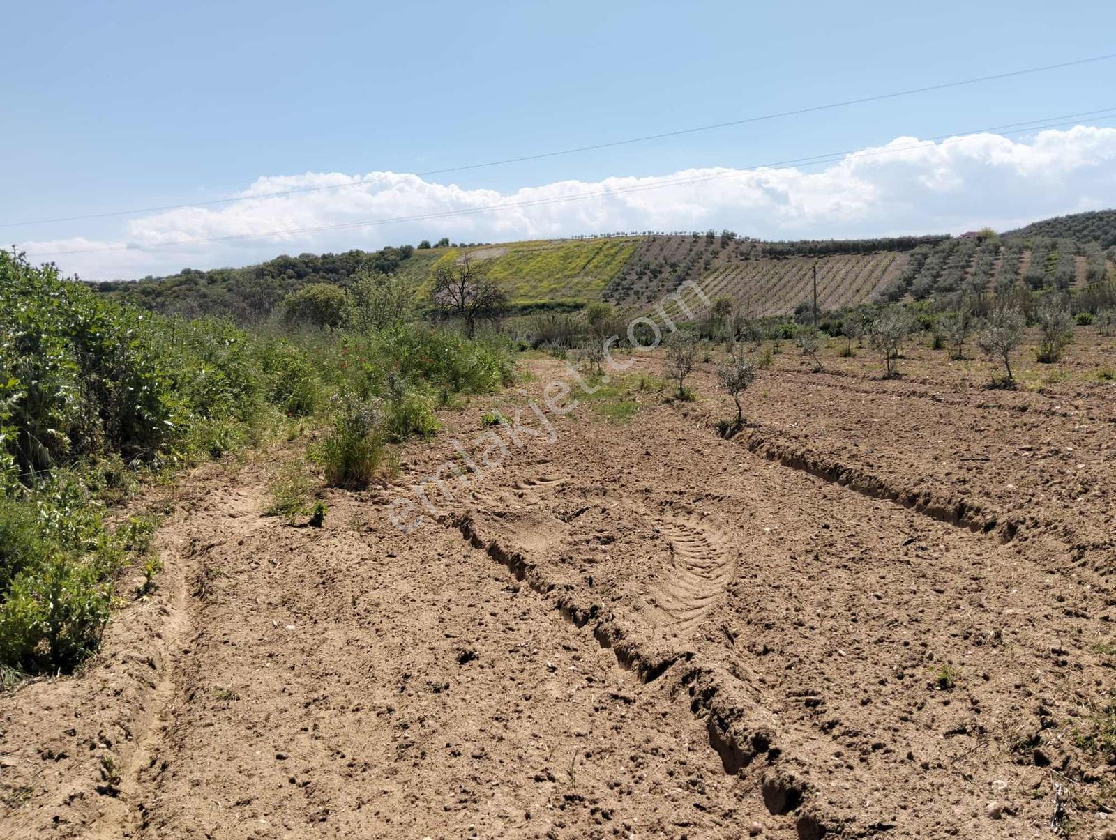 Salihli,kırdamların'da Satılık Zeytinlik,üzüm Bağı Çiftlik - Görsel 21