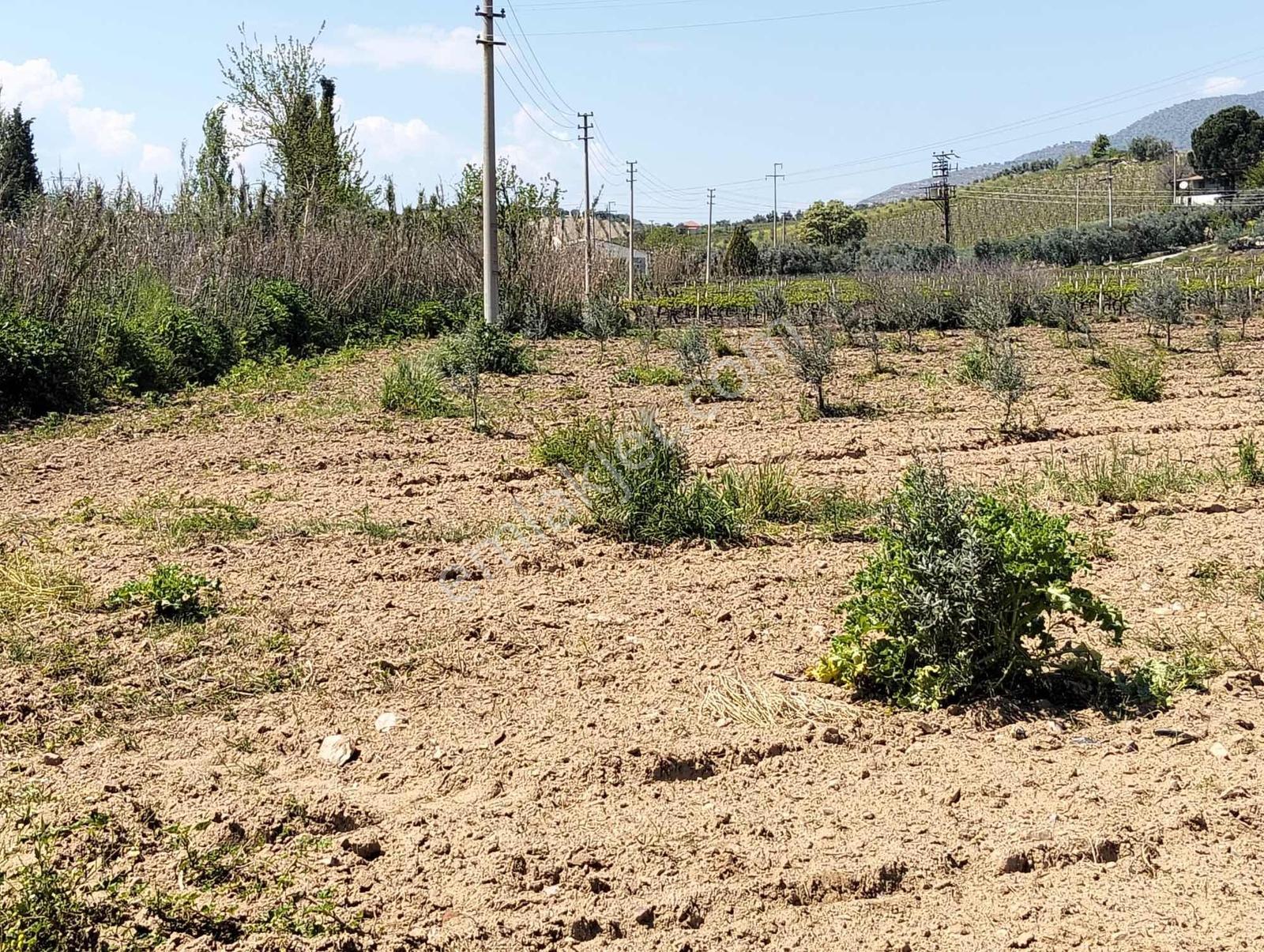 Salihli,kırdamların'da Satılık Zeytinlik,üzüm Bağı Çiftlik - Görsel 26