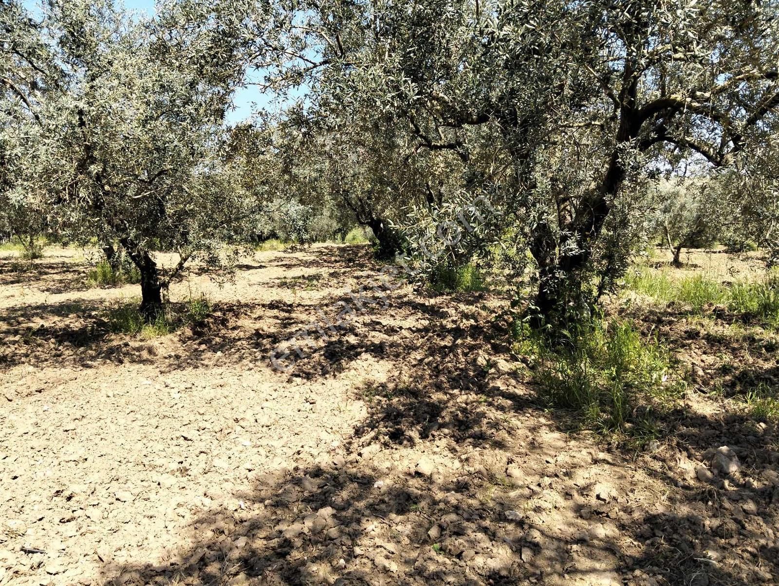 Salihli,kırdamların'da Satılık Zeytinlik,üzüm Bağı Çiftlik - Görsel 20