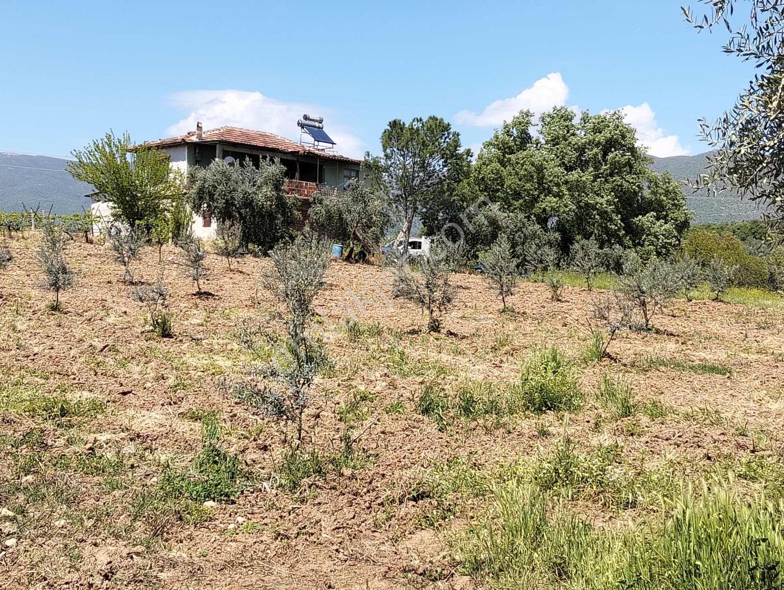 Salihli,kırdamların'da Satılık Zeytinlik,üzüm Bağı Çiftlik - Görsel 30