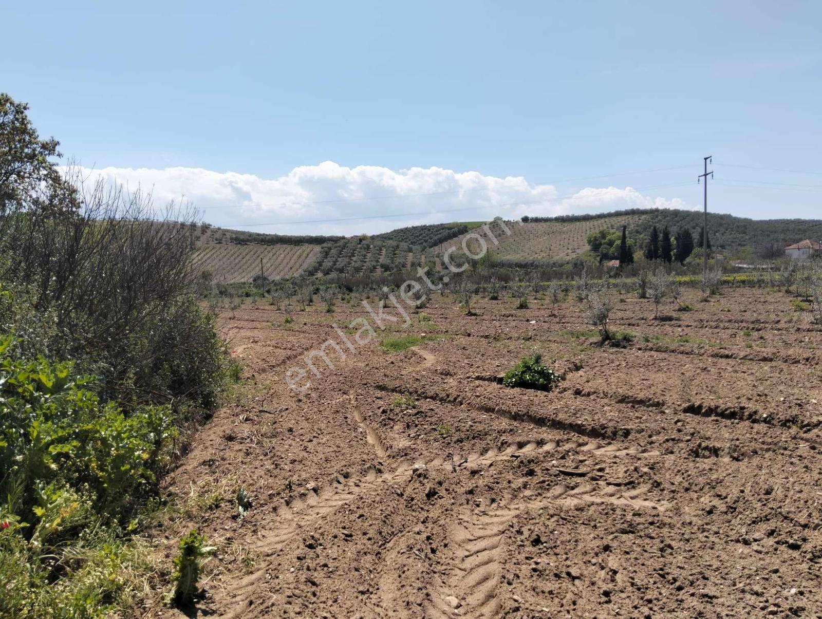 Salihli,kırdamların'da Satılık Zeytinlik,üzüm Bağı Çiftlik - Görsel 11