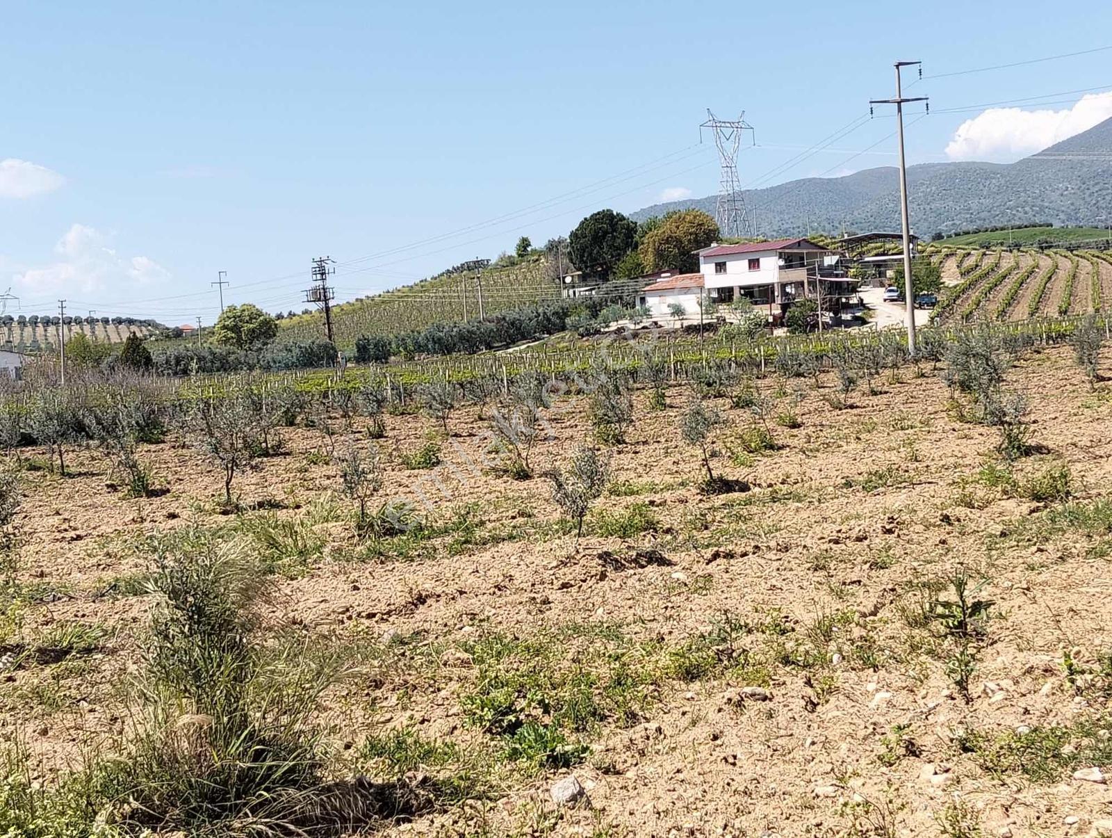 Salihli,kırdamların'da Satılık Zeytinlik,üzüm Bağı Çiftlik - Görsel 23