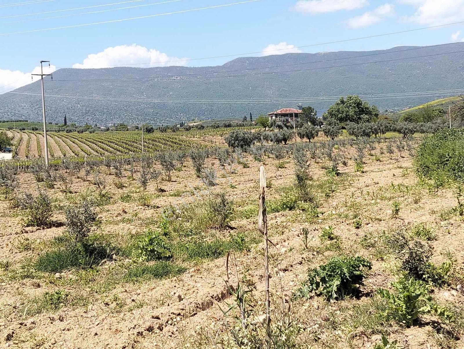 Salihli,kırdamların'da Satılık Zeytinlik,üzüm Bağı Çiftlik - Görsel 32