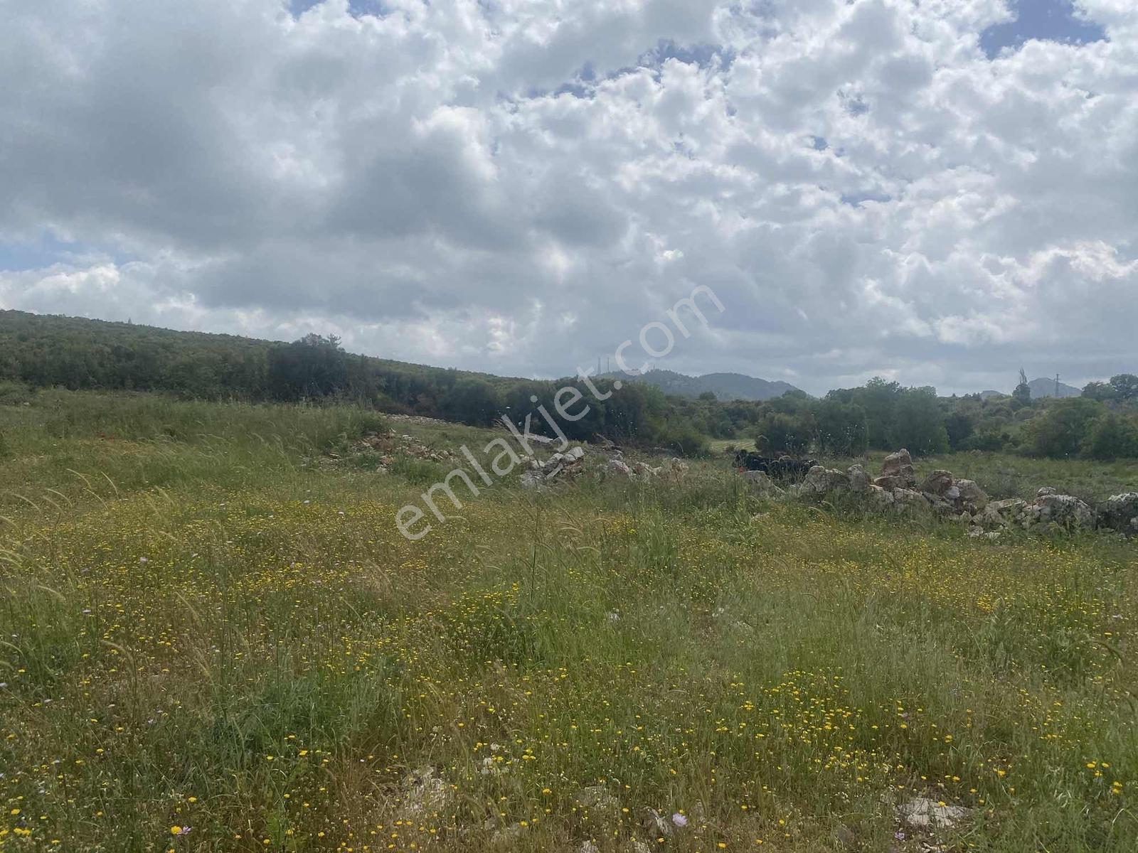 Muğla Menteşe Doğanköyde 14249m² İmar Sınırında Satılık Tarla - Görsel 3