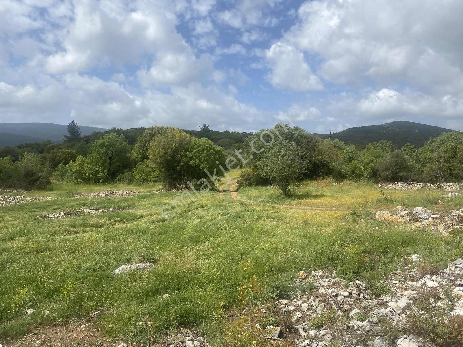Muğla Menteşe Doğanköyde 14249m² İmar Sınırında Satılık Tarla - Görsel 7