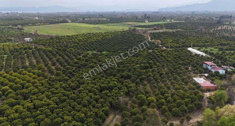Köyceğizde Göle Yakın Portakal Bahçesi Ve Müstakil Yaşam Alanı - Görsel 32