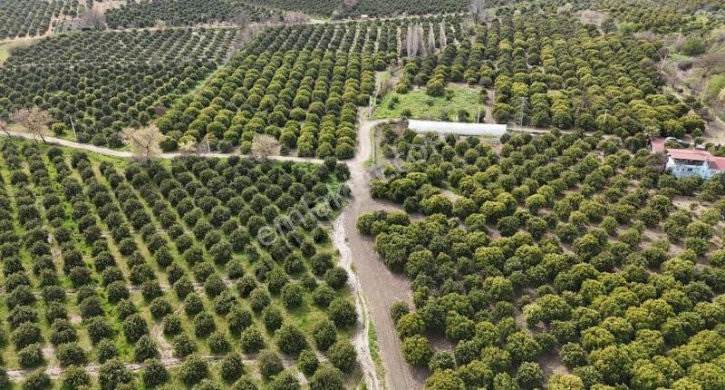 Köyceğizde Göle Yakın Portakal Bahçesi Ve Müstakil Yaşam Alanı - Görsel 17