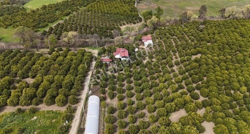 Köyceğizde Göle Yakın Portakal Bahçesi Ve Müstakil Yaşam Alanı - Görsel 19