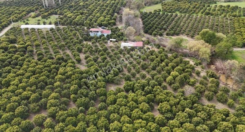 Köyceğizde Göle Yakın Portakal Bahçesi Ve Müstakil Yaşam Alanı - Görsel 6