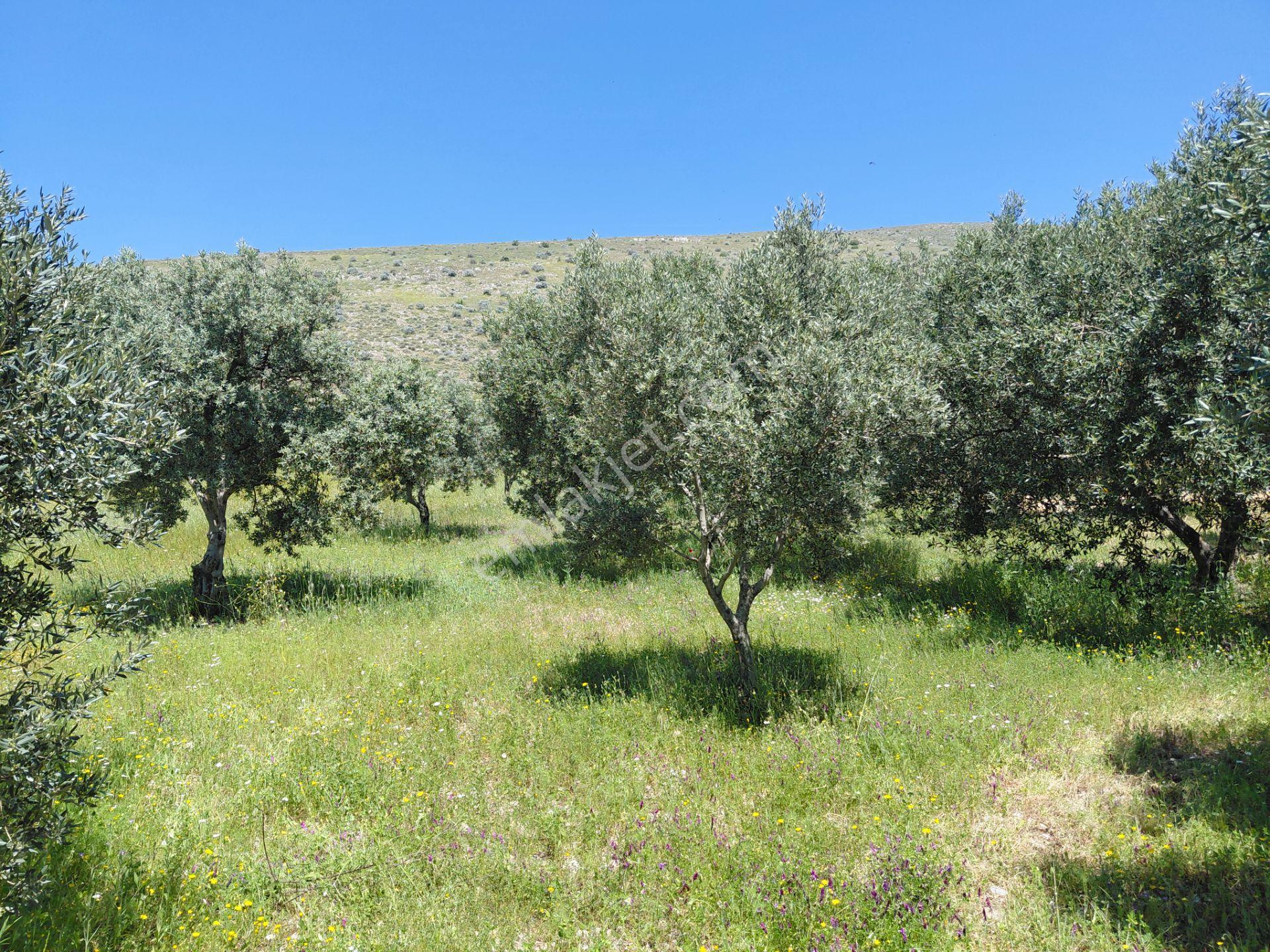 Rahmiye De Köye Yola Sıfır Yakın Satılık 3.500 M2 Zeytinlik 1.500.000 Tl - Görsel 12
