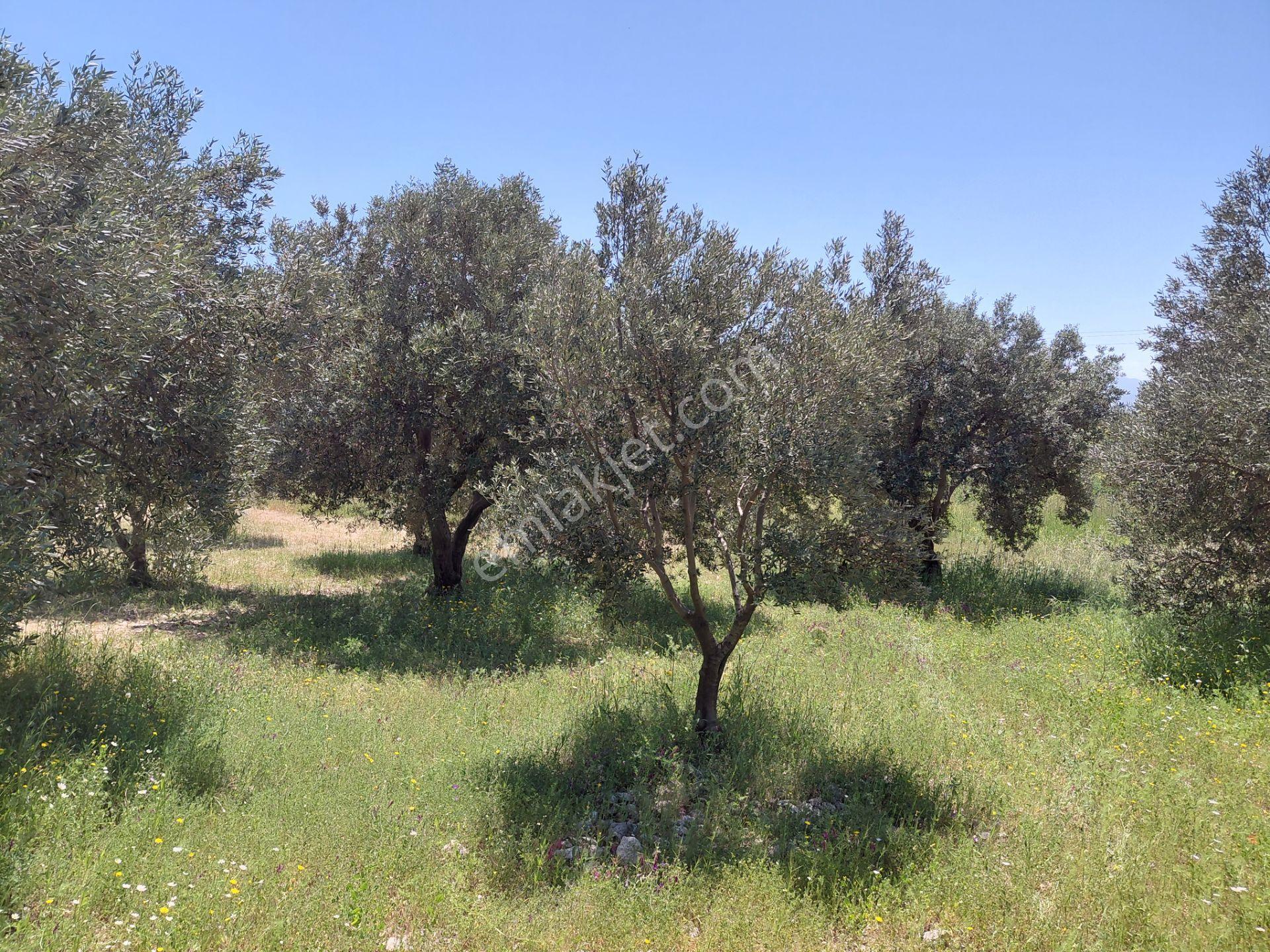 Rahmiye De Köye Yola Sıfır Yakın Satılık 3.500 M2 Zeytinlik 1.500.000 Tl - Görsel 8