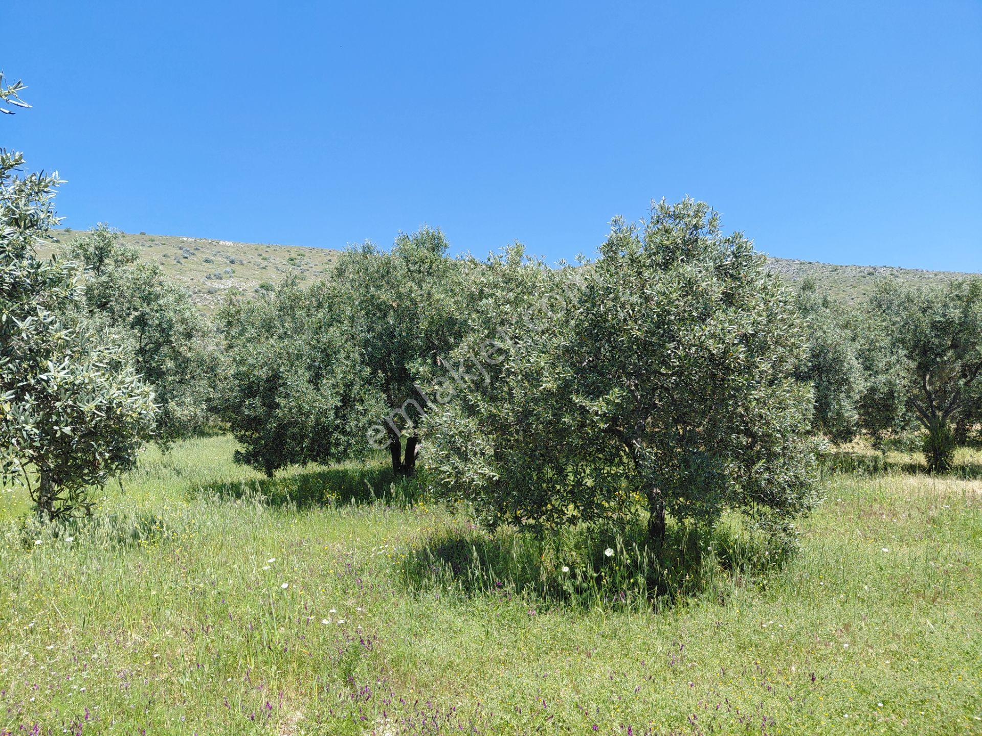 Rahmiye De Köye Yola Sıfır Yakın Satılık 3.500 M2 Zeytinlik 1.500.000 Tl - Görsel 4